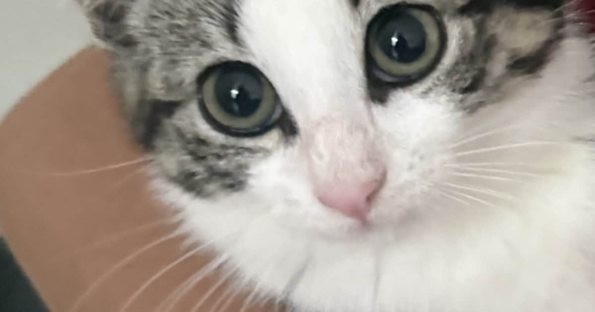 Heb jij Luna gezien? Dit huisdier wordt in Vught vermist