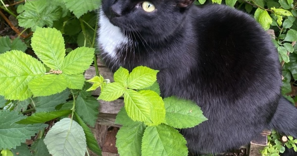 Heb jij Kuma, Abby of Dex gezien? Deze drie huisdieren worden in De Bilt vermist