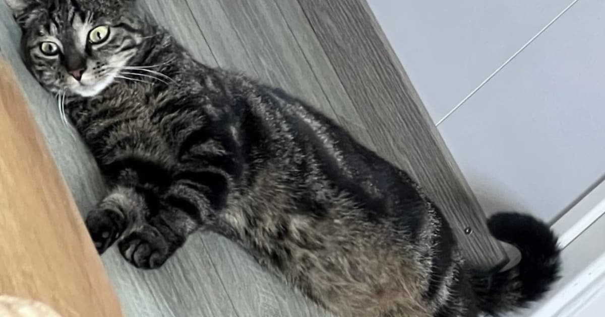 Heb jij Sky gezien? Dit huisdier wordt in Hardinxveld-Giessendam vermist