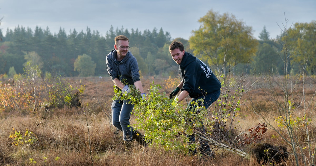 Ermelo zoekt hulp voor onderhoud van natuur op de hei