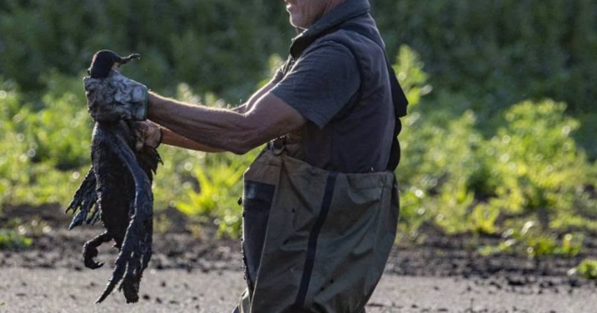 Aalscholvers vast in modder door droogte in Quackjeswater