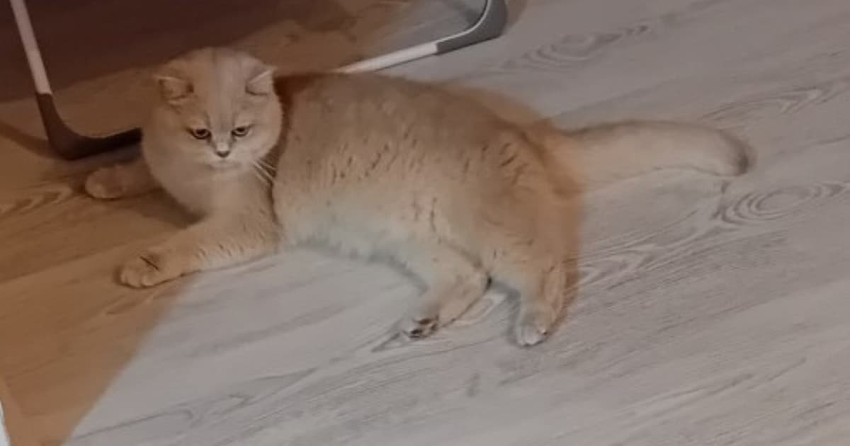 Heb jij Kiwi, Vlekje of Dushi gezien? Deze zeven huisdieren worden in Schiedam vermist