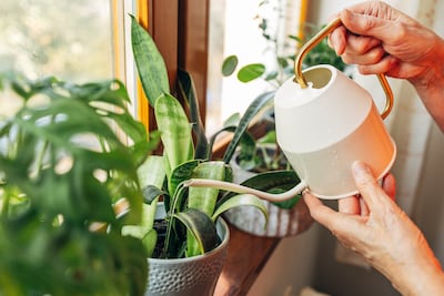Danielle (23) verzorgde de planten van haar buurvrouw, maar dat kostte haar uiteindelijk 250 euro