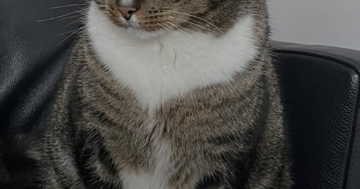 Heb jij Karel of Oscar gezien? Deze twee huisdieren worden in Castricum vermist
