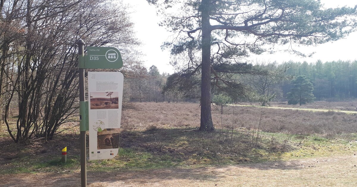 Stukjes kaas en worst gevonden in Valtherbos mogelijk vergiftigd: ‘Houd uw hond in de gaten’