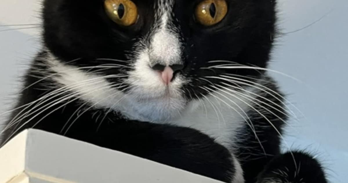 Heb jij Poekie of Guus gezien? Deze twee huisdieren worden in Blaricum vermist