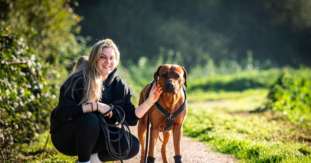 Deze uitlaatservice stemt elke wandeling af op persoonlijkheid van de hond: ‘De één wil rennen, de a