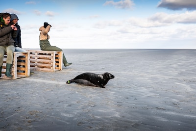 Noodkreet van Zeehondencentrum Pieterburen: ‘We gaan failliet’