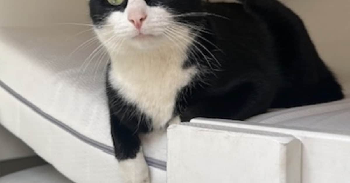 Heb jij Mittens gezien? Dit huisdier wordt in Wijk bij Duurstede vermist