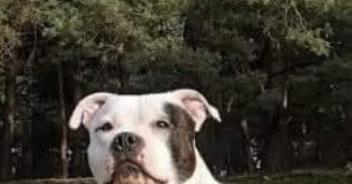 Heb jij Sjimmie gezien? Dit huisdier wordt in Venlo vermist