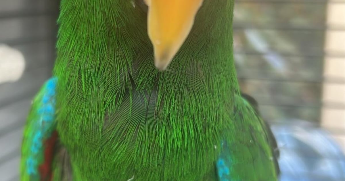 Heb jij Bird gezien? Dit huisdier wordt in Nieuwegein vermist