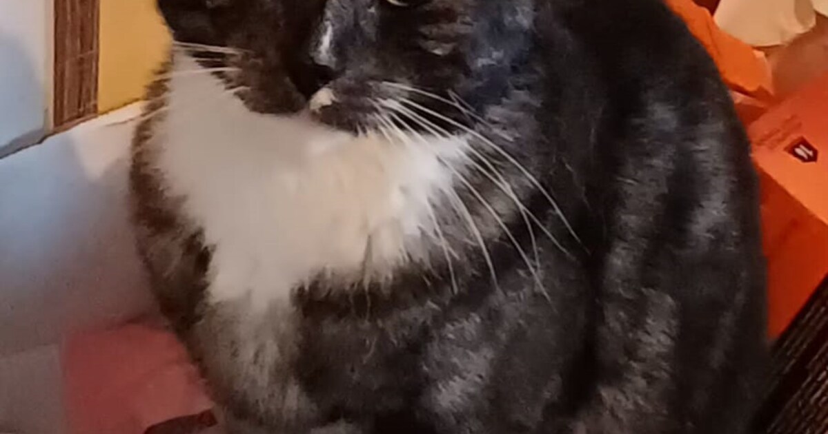 Heb jij Milo of Macho gezien? Deze twee huisdieren worden in Drechterland vermist