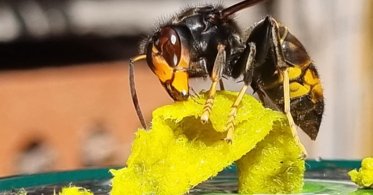 Gratis infomomenten over Aziatische hoornaar in Stabroek