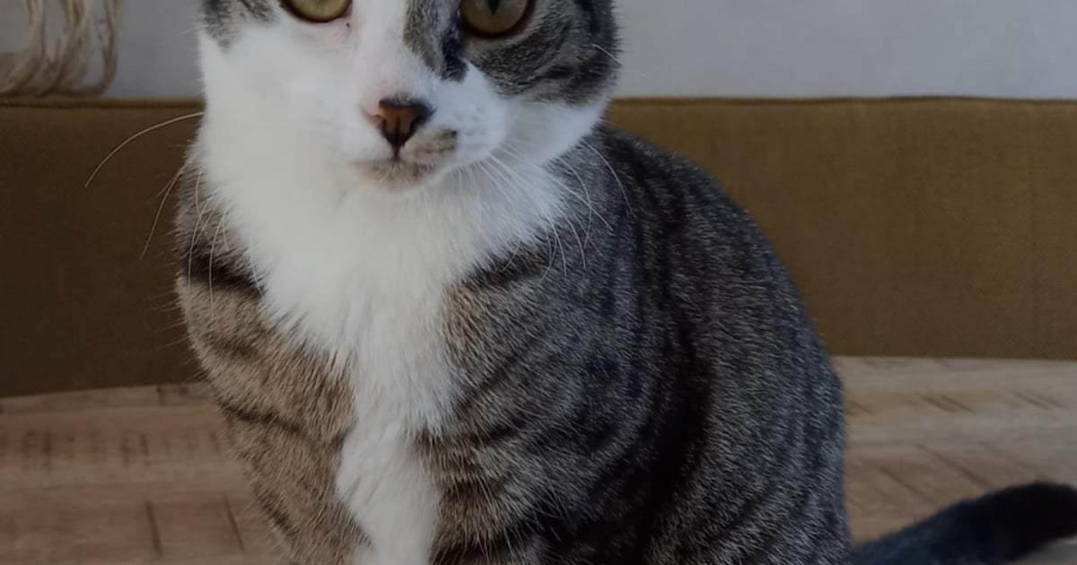 Heb jij Jip of Roxy gezien? Deze twee huisdieren worden in De Ronde Venen vermist