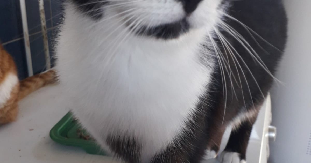 Heb jij Poes gezien? Dit huisdier wordt in Waalre vermist