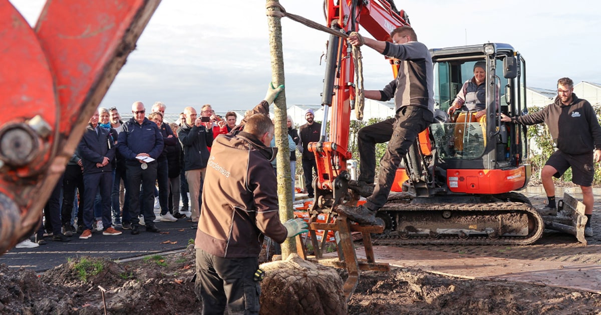 Amerikaanse eik geplant bij PanAmerican Seed in Hem