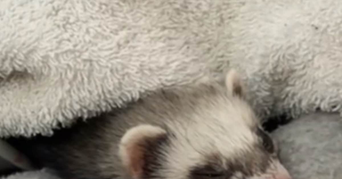 Heb jij Lilo of Luna gezien? Deze twee huisdieren worden in Leiderdorp vermist