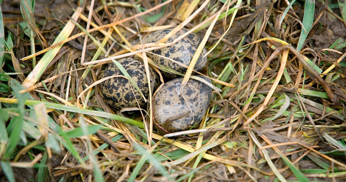 Strengere regels voor honden op Koudenhoorn tijdens broedseizoen