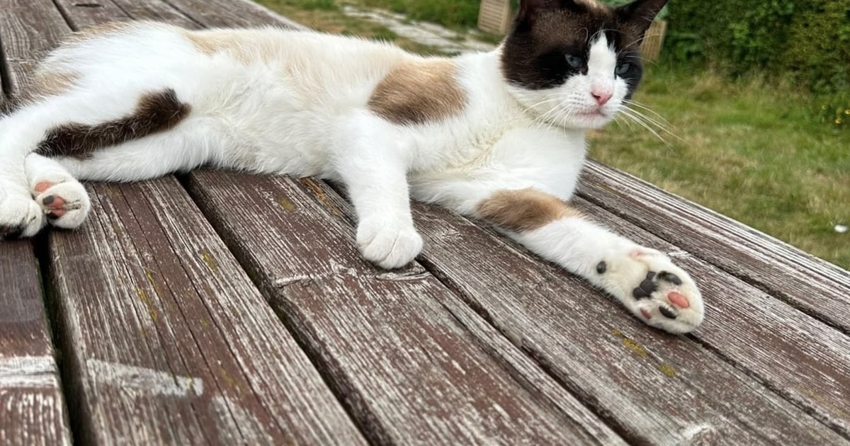 Heb jij Boncuk gezien? Dit huisdier wordt in Vlaardingen vermist
