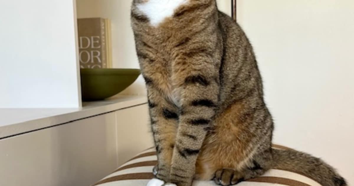 Heb jij Teddy of Sheila gezien? Deze twee huisdieren worden in Haaksbergen vermist