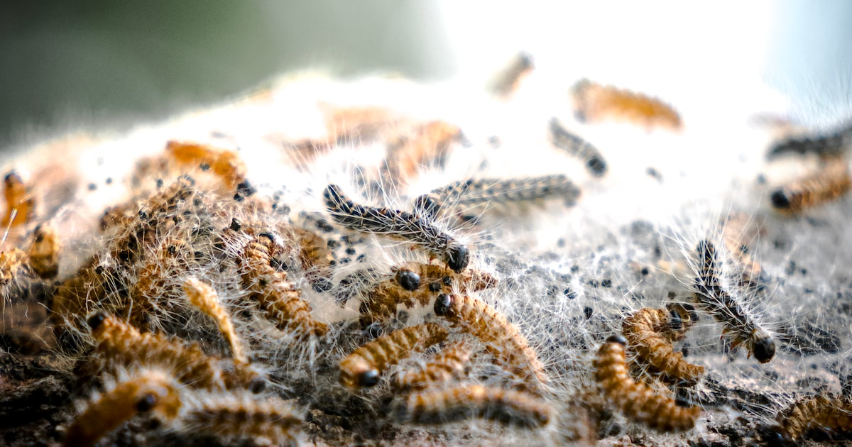 Valkenswaard pakt eikenprocessierups aan: nachtelijke bestrijding en gratis mezenkastjes