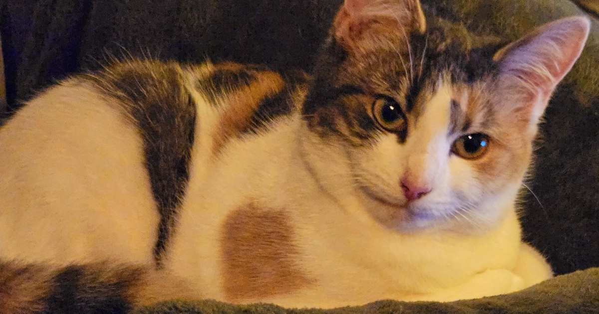 Heb jij Pip gezien? Deze twee huisdieren worden in Staphorst vermist