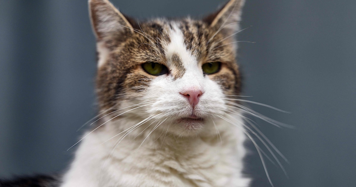 Downing Street-kat Larry the Cat (19) geeft teken van leven | Nieuws ...