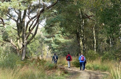 Kruidenwandeling in Groote Peel