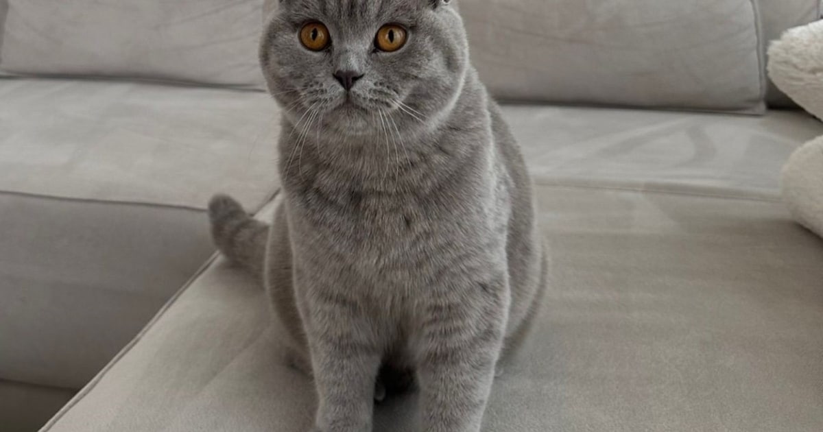 Heb jij Zoë, Cirrus of Kip gezien? Deze vijf huisdieren worden in Amersfoort vermist