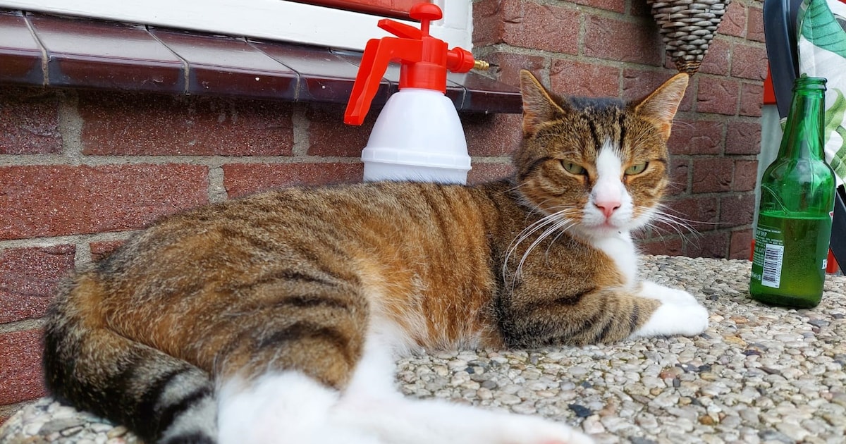 Heb jij Doedel gezien? Dit huisdier wordt in Capelle aan den IJssel vermist