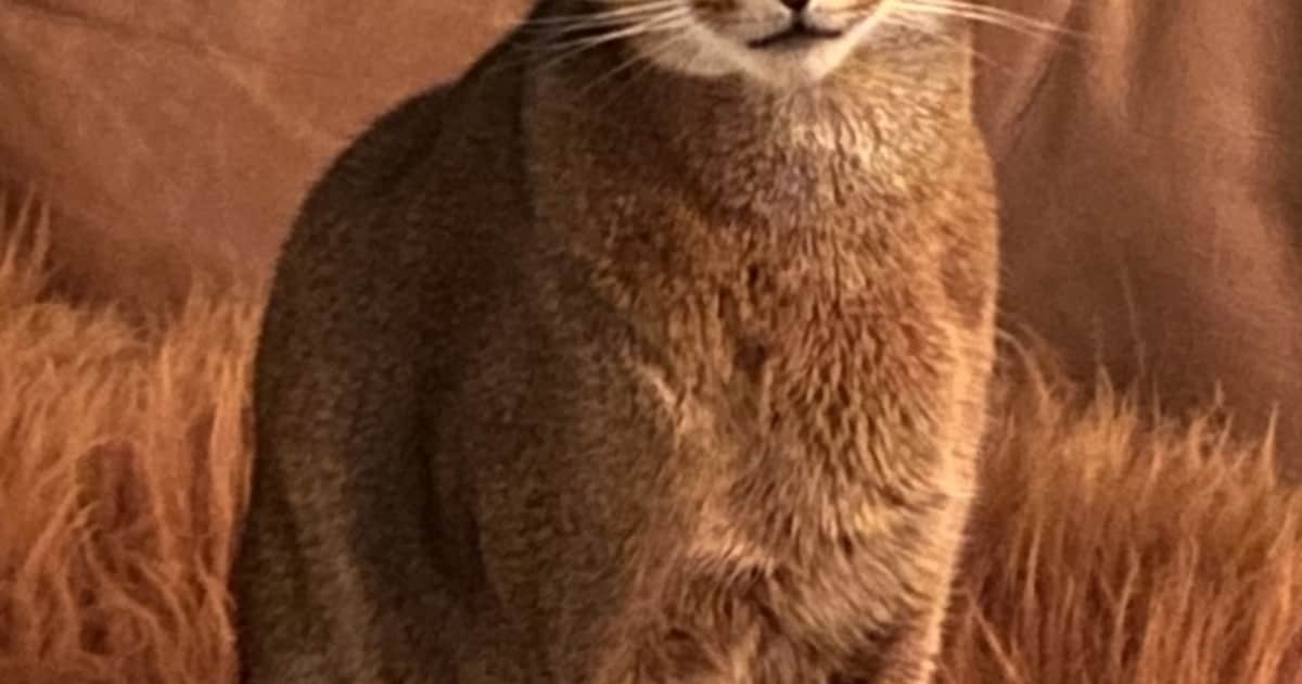 Heb jij Dejzi of Lior gezien? Deze twee huisdieren worden in Ouder-Amstel vermist