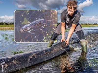 Muizen vreten weilanden compleet kaal, boeren zetten hun land onder water: ‘Enige remedie’