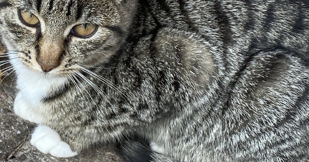 Heb jij Tijger gezien? Dit huisdier wordt in Staphorst vermist