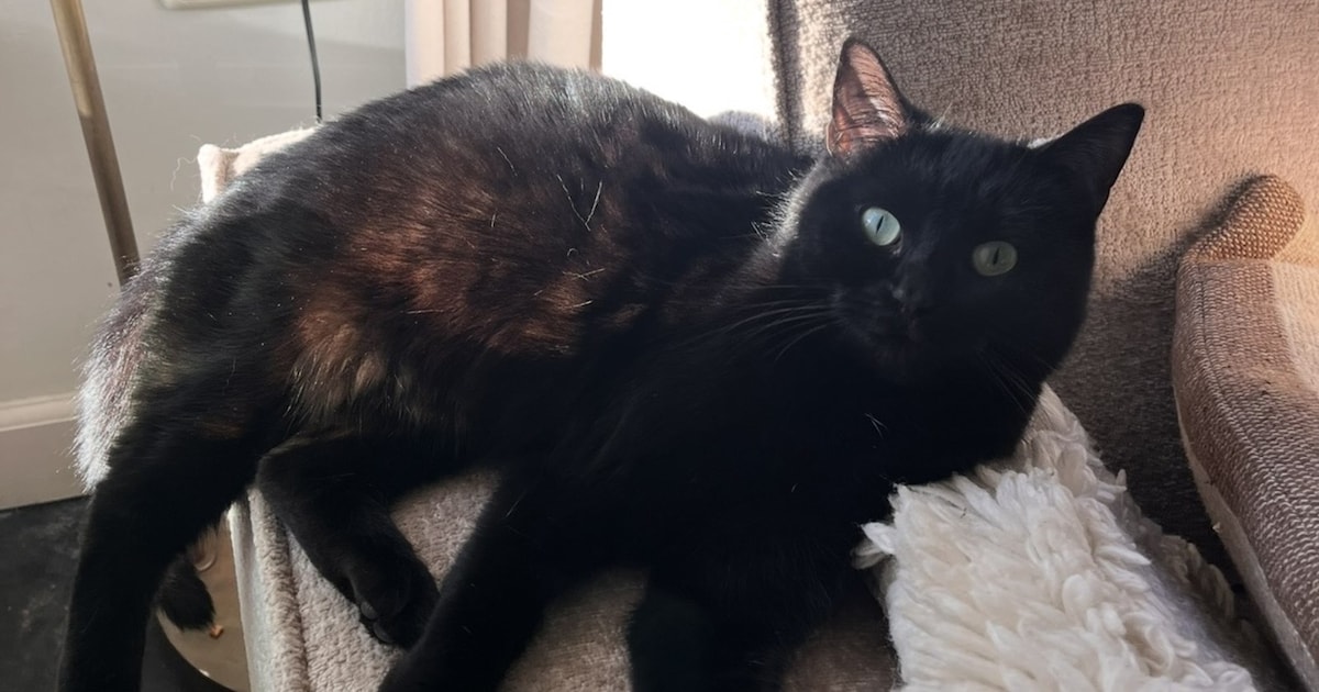 Heb jij Sammie gezien? Dit huisdier wordt in Opmeer vermist