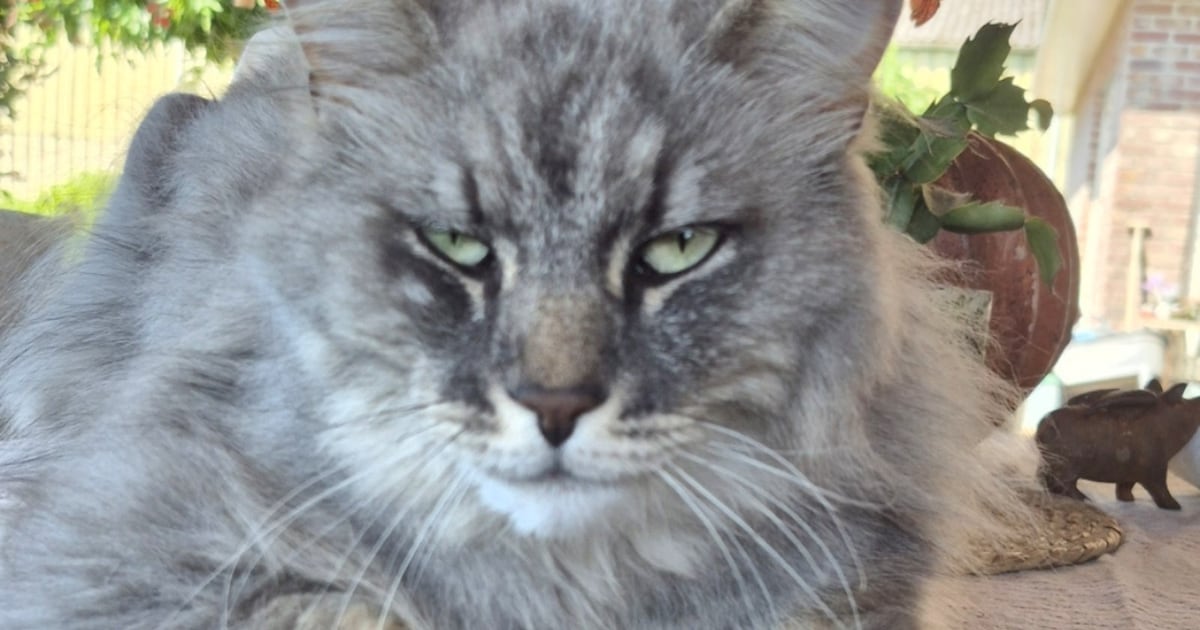 Heb jij Siep gezien? Dit huisdier wordt in Stede Broec vermist