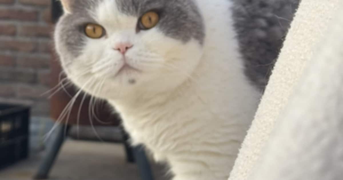 Heb jij Robbie of Joep gezien? Deze twee huisdieren worden in Hilversum vermist