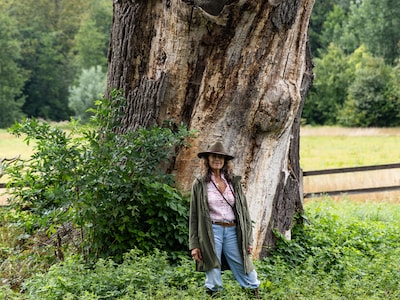 Dikste eik van Nederland, die 450 jaar oud is, gaat dood: ‘Mensen schrikken van hoe de boom er nu bij staat’