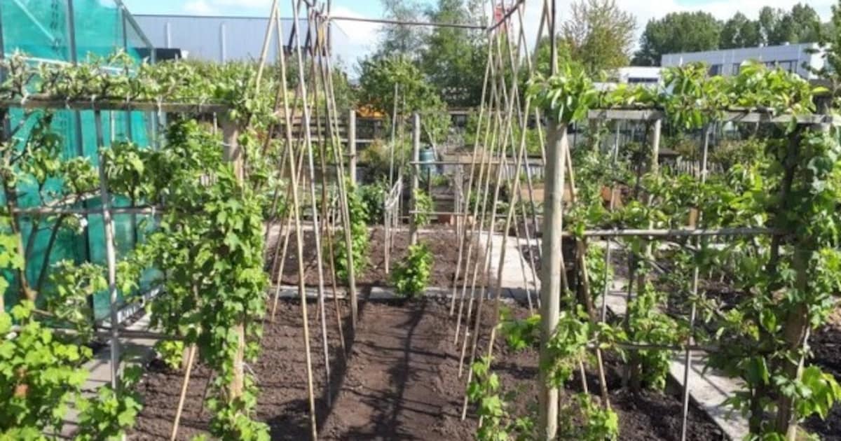 Bodegraven-Reeuwijk stelt volkstuinders ultimatum: teken huurcontract, anders geen hulp bij verhuizi