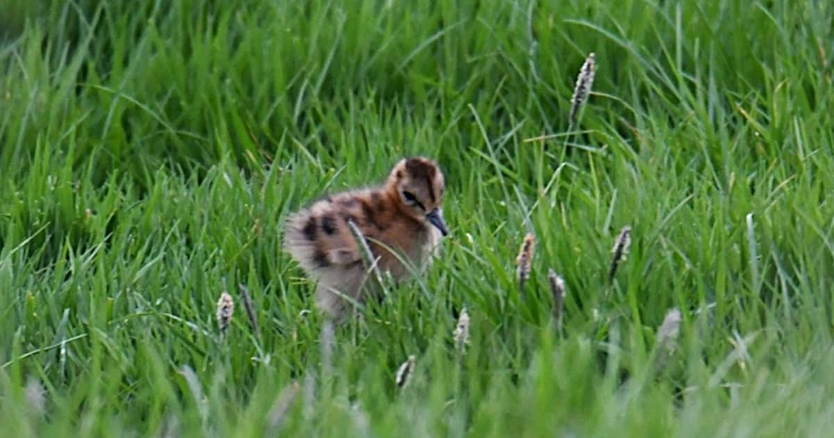 Leer alles over weidevogels tijdens excursies met gids in Hitland