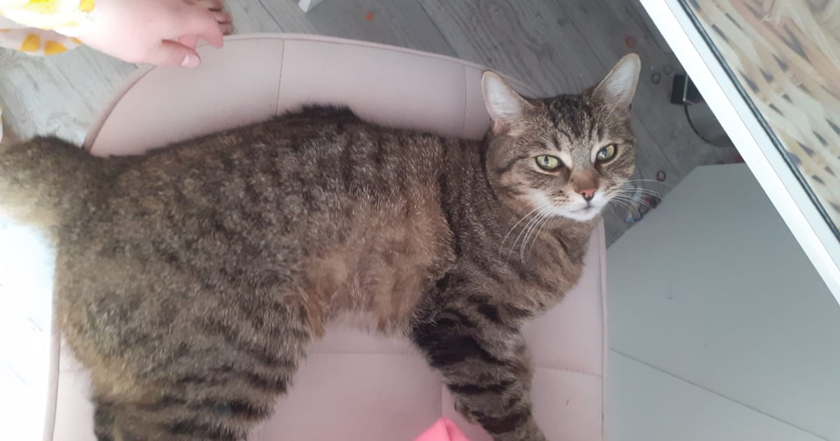 Heb jij Spekkie of Pip gezien? Deze twee huisdieren worden in Lansingerland vermist