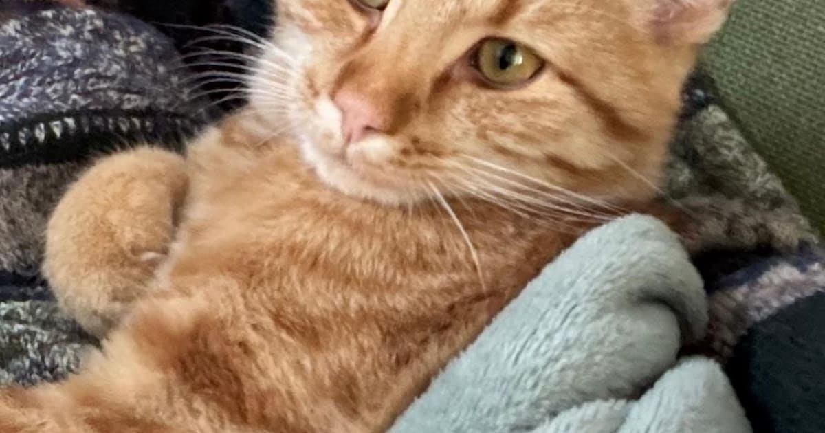 Heb jij Ginny, Massie of Floof gezien? Deze drie huisdieren worden in Delft vermist