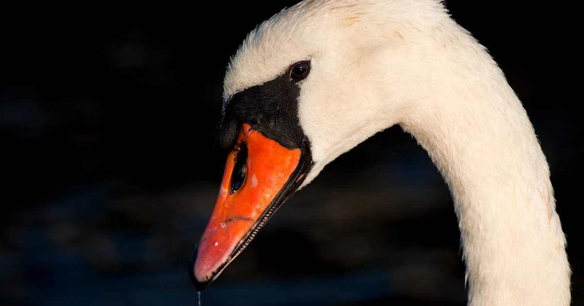 Zwanenkoppel mishandeld en gedood, alerte getuigen waarschuwen politie