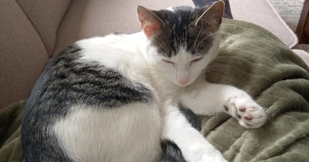 Heb jij Tommy, Joy of Coco gezien? Deze drie huisdieren worden in Nieuwegein vermist