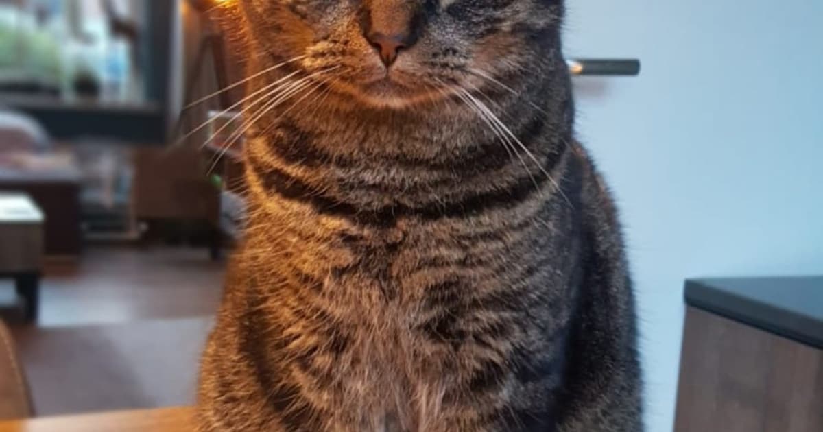 Heb jij Mel gezien? Dit huisdier wordt in Medemblik vermist