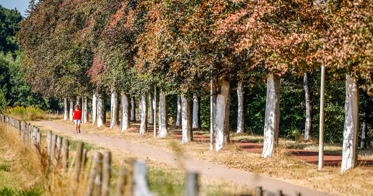 Insmeren met factor 50, maar dan in de natuur: dit is waarom bomen in Park Schothorst massaal wit ge