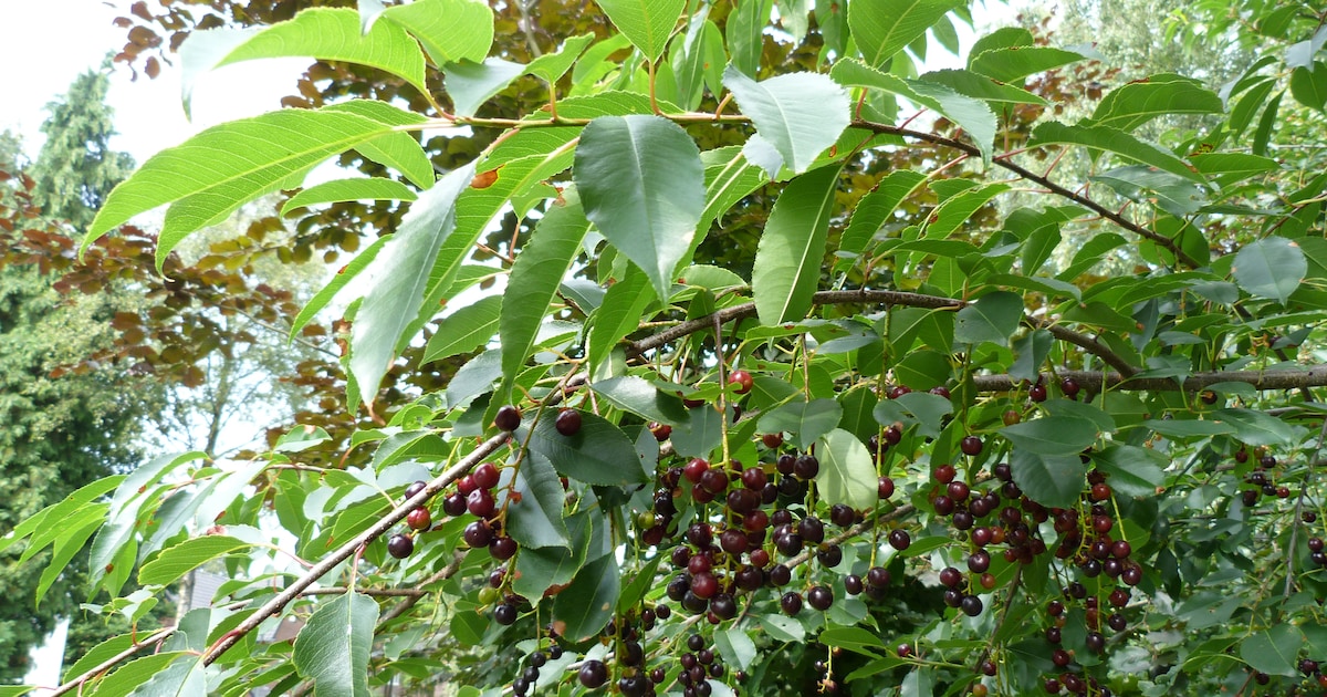 Natuurwerkdag bij vleermuizenverblijf in Hoogerheide