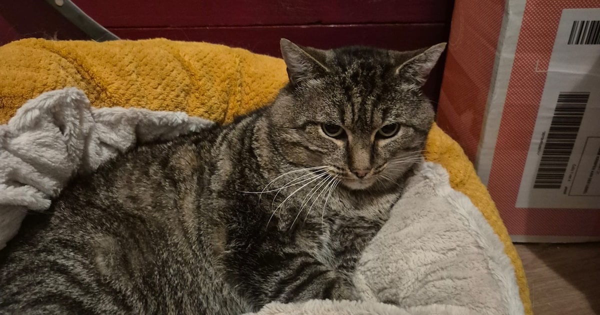 Heb jij Elmo gezien? Dit huisdier wordt in Krimpen aan den IJssel vermist