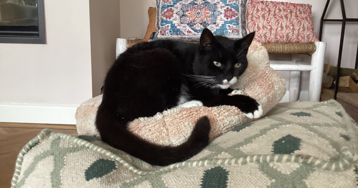 Heb jij Sammie, Coco of Tijger gezien? Deze vier huisdieren worden in De Bilt vermist