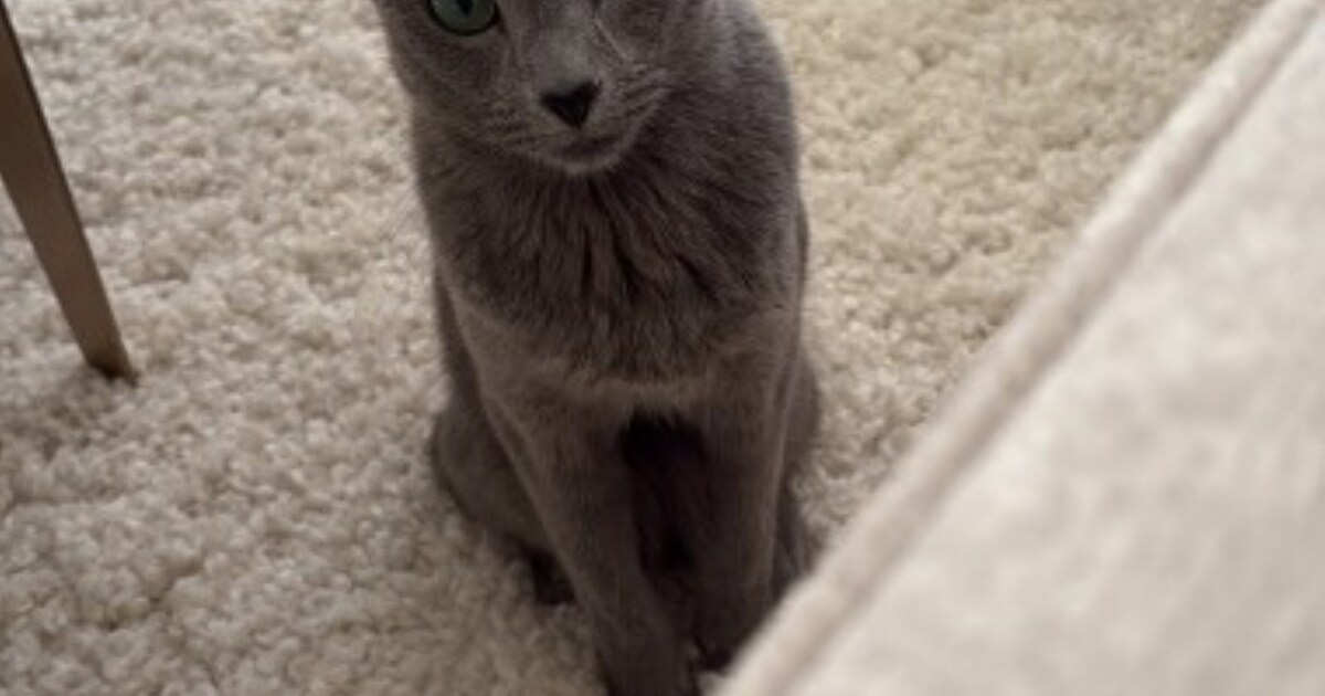 Heb jij Texas of Santi gezien? Deze twee huisdieren worden in Overbetuwe vermist