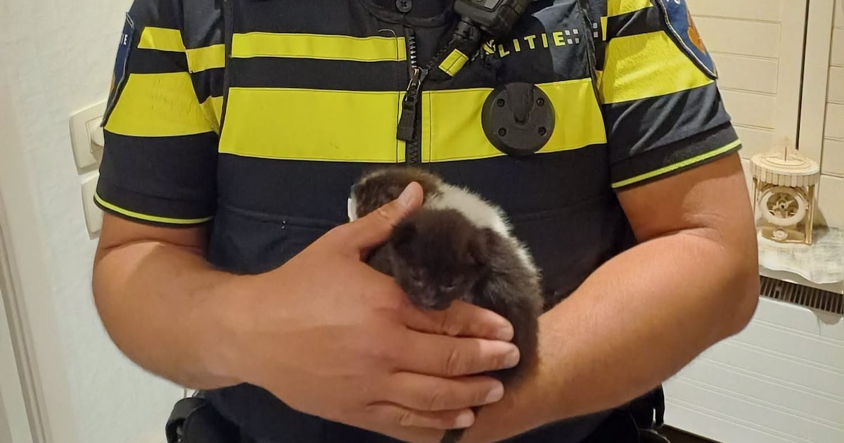 Man brengt nacht in cel door na dumpen van kittens in Lamswaarde